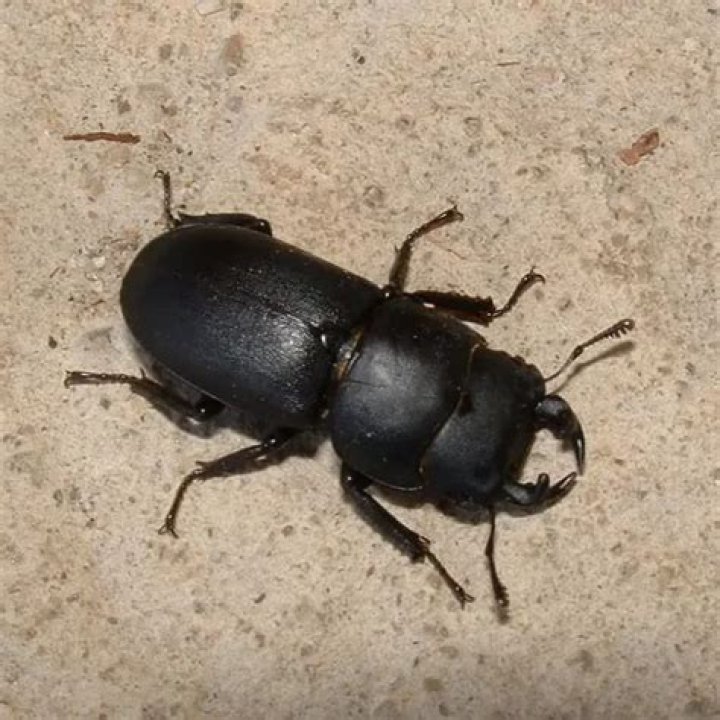 Dorcus