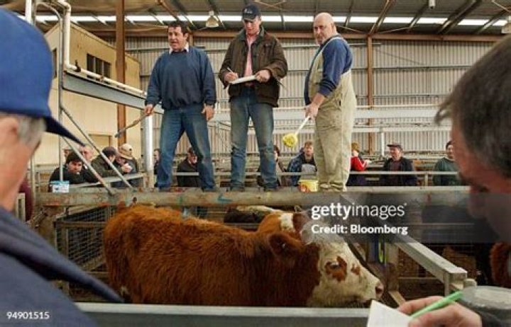 Tom Webb, Cattle Buyer